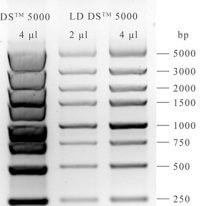 一招解決DNA Marker條帶扭曲分不開