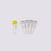 高品質(zhì)病毒核酸檢測原料One-step Probe RT-qPCR Kit V2 V5009/V5010