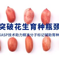 技術(shù)分享丨突破花生育種瓶頸，KASP技術(shù)助力精準(zhǔn)分子標(biāo)記輔助育種