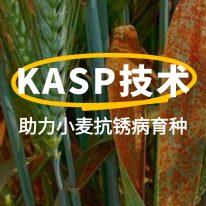 前沿聚焦 | KASP技術(shù)助力小麥抗銹病育種：從基因分型到精準(zhǔn)選育