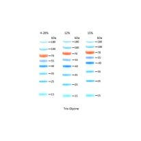 15-180KD Prestained Protein Ladder  D1011-A D1011-B
