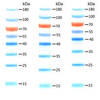 10-250KD Prestained Protein Ladder  D1012-A D1012-B